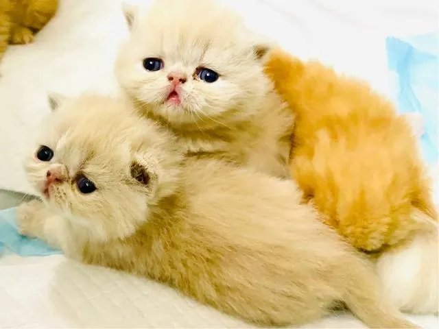 第一次养猫，是加菲猫，还是幼猫，请问有什么注意事项吗，详细一点，还是学生东西尽量平价一点谢谢啦？