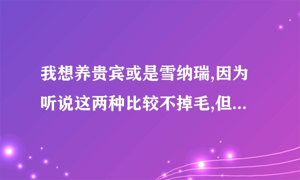 我想养贵宾或是雪纳瑞,因为听说这两种比较不掉毛,但哪种比较好养?