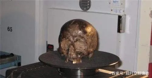 来自于2600年前的“活大脑”,是怎样活到现在的?