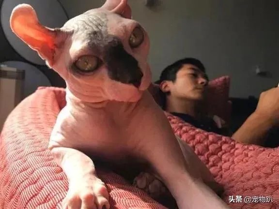 你知道哪些明星,在家养有什么样的宠物呢?