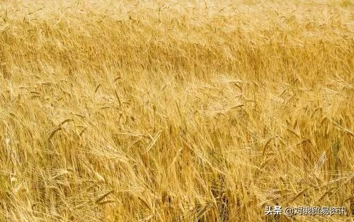 日增连续超5千，俄罗斯确诊近6万，死亡率全球最低。他们为什么开始囤粮食了？