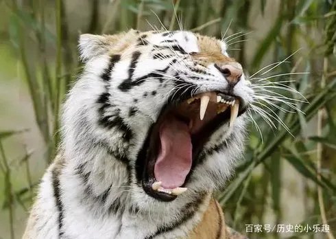 老话常说不要为虎作伥,“伥”到底指的是什么鬼呢?