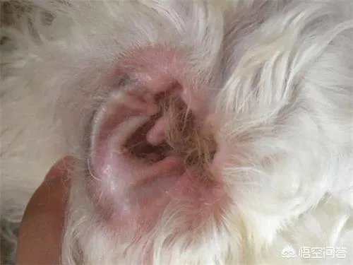 狗狗有耳螨怎么处理?给狗狗滴耳朵很反抗?