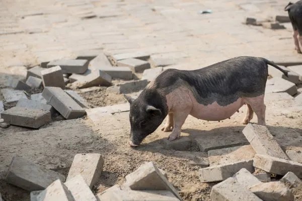 属猪人2021年运势运程每月运程 属猪2021年运势及运程如何