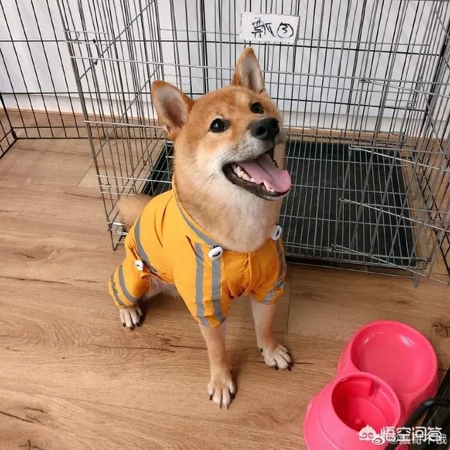 为什么《向往的生活》里柴犬“瓢哥”最火？