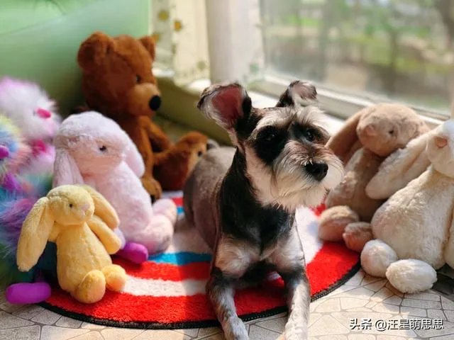 狗狗可以有多粘人?