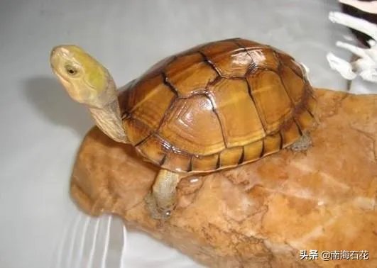 有没有什么便宜的乌龟适合在鱼缸里养的?不用晒台什么的?