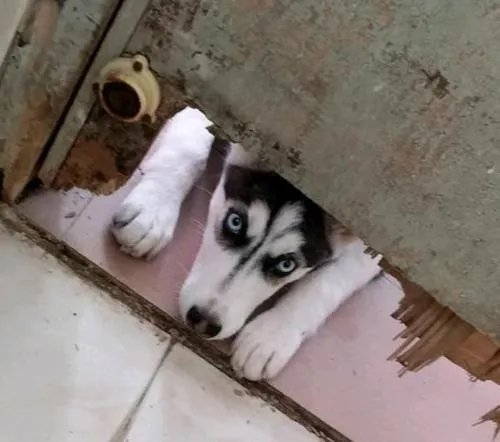 狗狗可以有多粘人?
