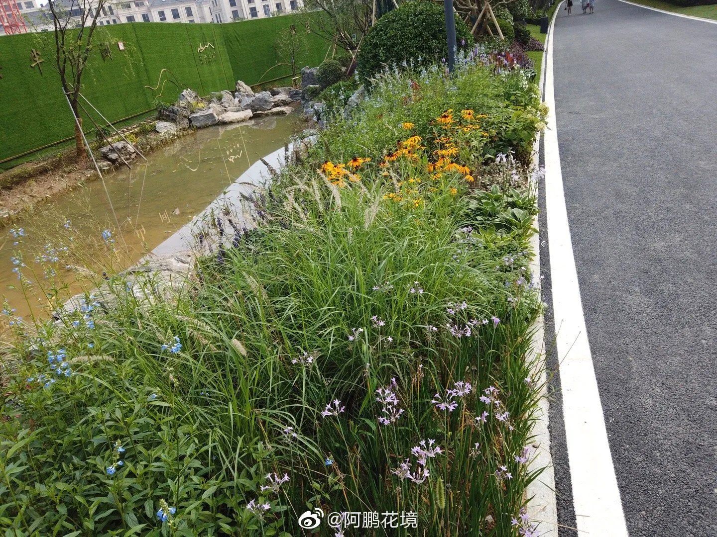 花境新作：最喜欢的是这一块，等待观赏草绽放花絮