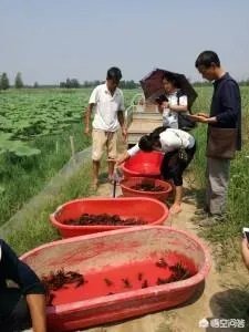 养殖小龙虾大概要准备多少资金？能不能挣钱？