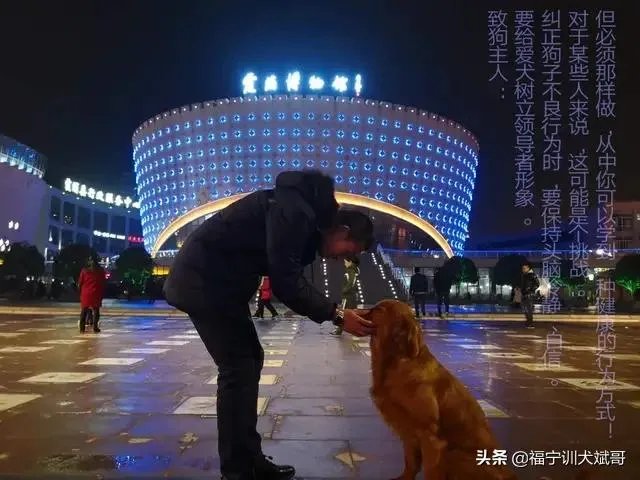 如何把狗狗训练的听你的指令呢?尤其是那种大型的狗?