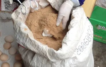 怎样做松花蛋?