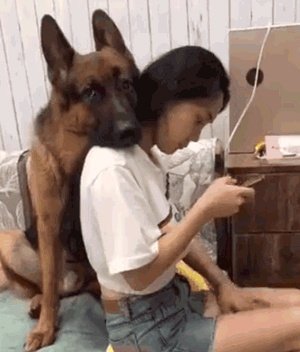 狗狗可以有多粘人?