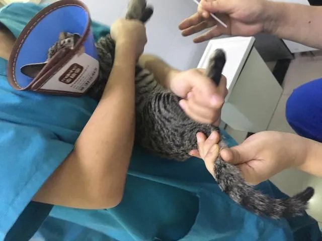 猫好养吗