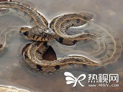 五节蛇的介绍