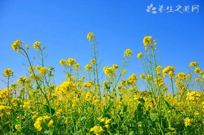 格兰德彩龟寿命 格兰德彩龟的寿命