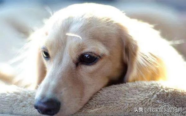 狗狗可以有多粘人?