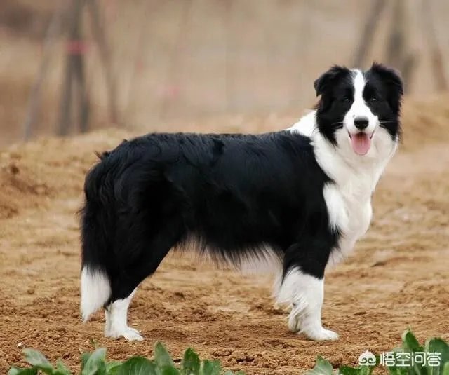 狗狗有耳螨怎么处理?给狗狗滴耳朵很反抗?