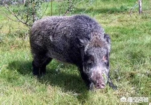 如何看待陕西安康野猪咬死一人伤一人,被击毙这件事?