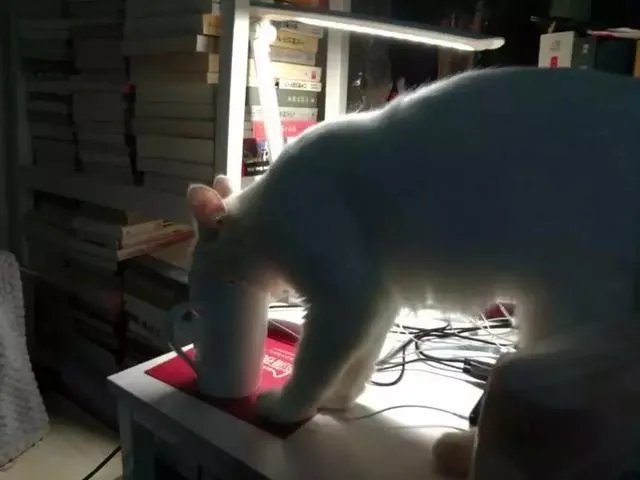 猫好养吗