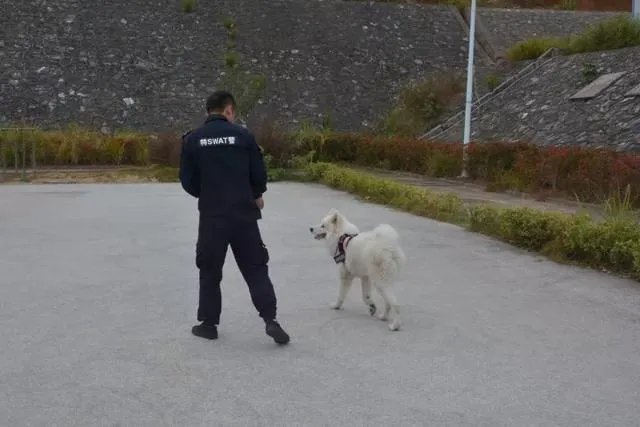 如何看待萨摩耶派出所报案这件事情?