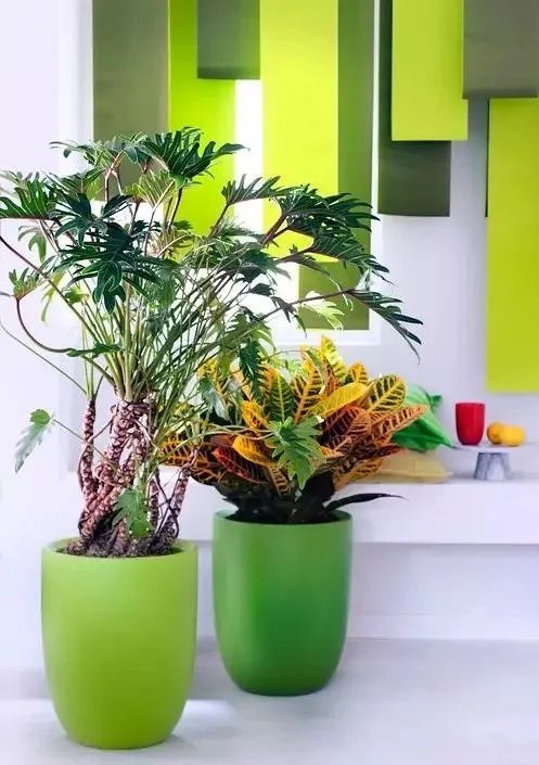 用室内植物搭配家居环境,让“清凉绿意”暴走!