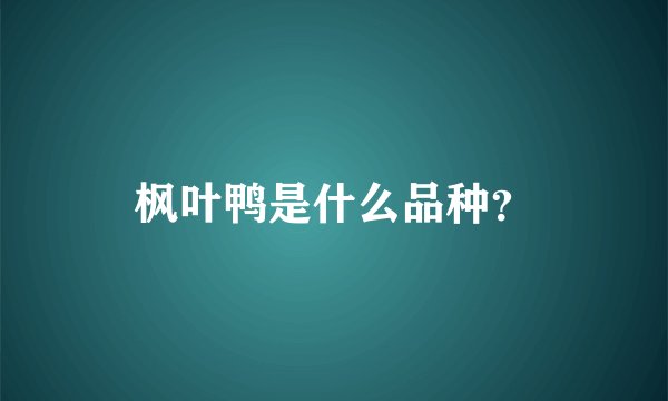 枫叶鸭是什么品种?