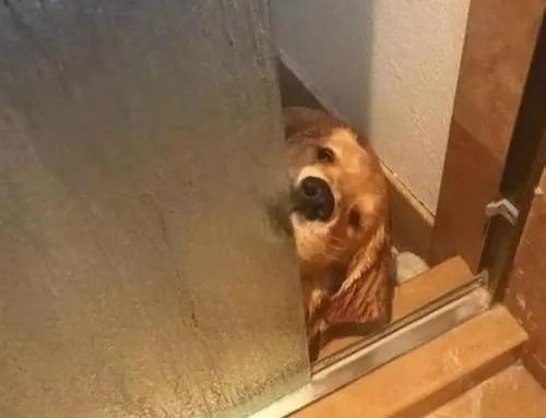 狗狗可以有多粘人?