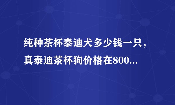 纯种茶杯泰迪犬多少钱一只，真泰迪茶杯狗价格在8000元以上