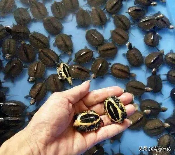 有没有什么便宜的乌龟适合在鱼缸里养的?不用晒台什么的?