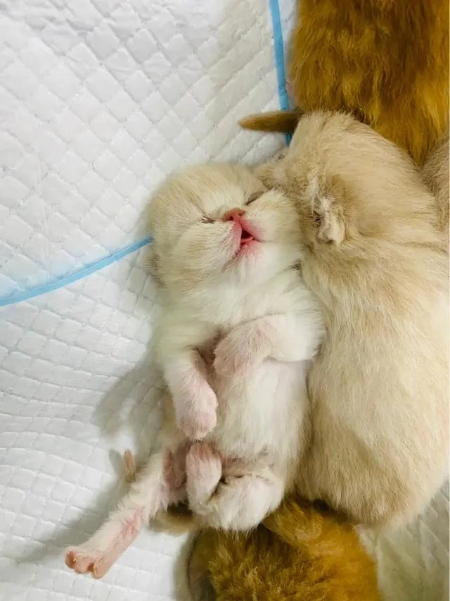 第一次养猫，是加菲猫，还是幼猫，请问有什么注意事项吗，详细一点，还是学生东西尽量平价一点谢谢啦？