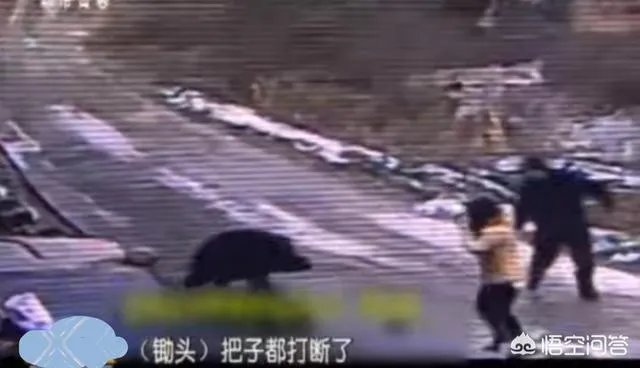 如何看待陕西安康野猪咬死一人伤一人,被击毙这件事?