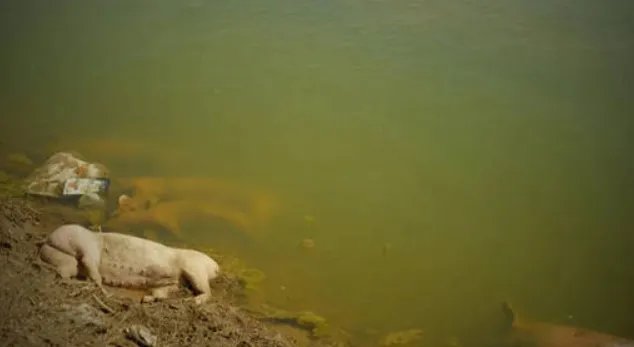 触目惊心!黄河大堤内哪来这么多死猪?