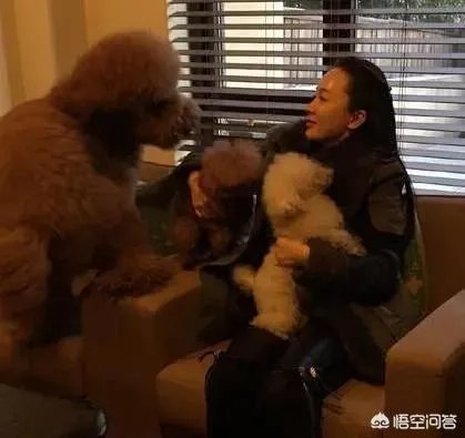 你知道哪些明星,在家养有什么样的宠物呢?