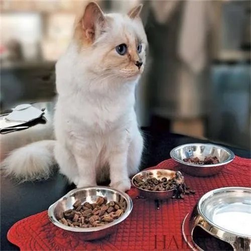 老佛爷去世后，那只继承了他21亿遗产的猫，如今生活得怎样？