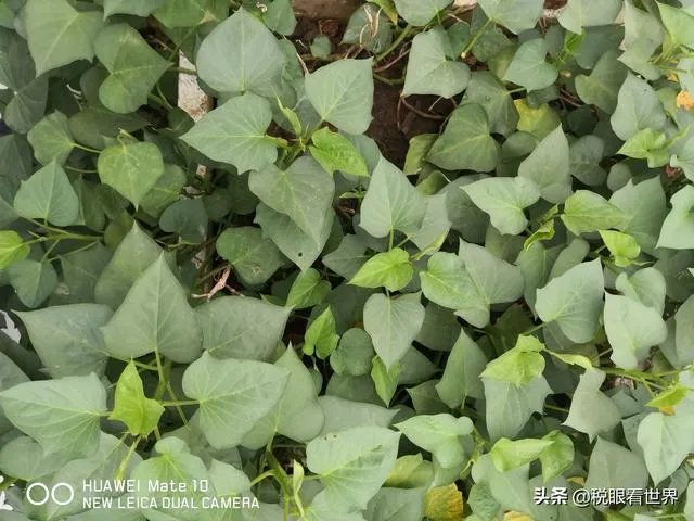 如何做一个公司的税务筹划呢?