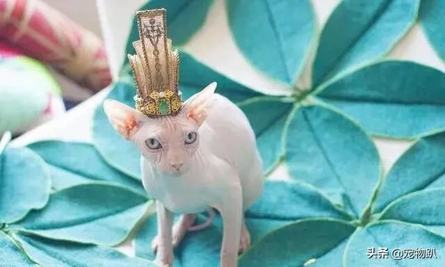 你知道哪些明星,在家养有什么样的宠物呢?