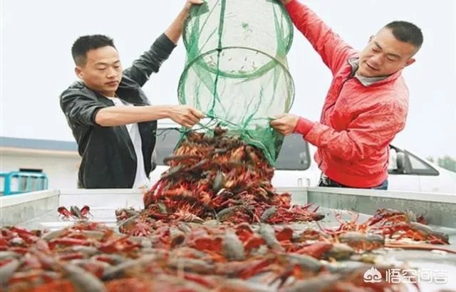 养殖小龙虾大概要准备多少资金？能不能挣钱？