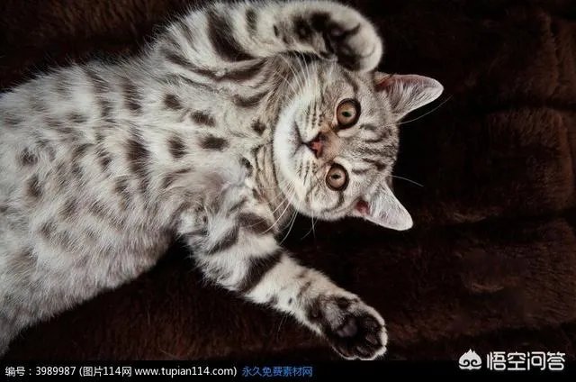 猫好养吗