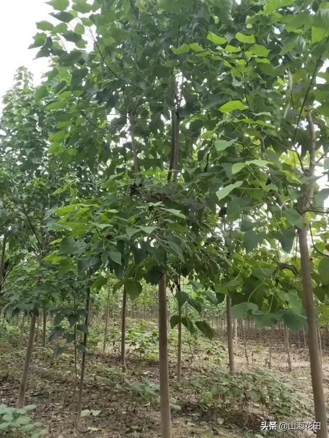 楸树开紫花是什么品种?