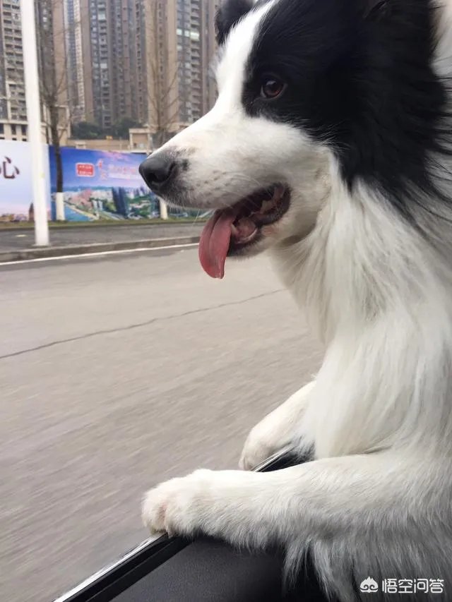 狗狗有耳螨怎么处理?给狗狗滴耳朵很反抗?