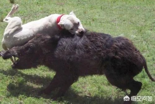 如何看待陕西安康野猪咬死一人伤一人,被击毙这件事?